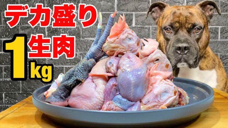 【大食い犬ASMR】デカ盛り生肉を豪快に食べまくる愛犬 MUKBANG Dog eats raw meat bones