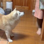 上目使いで母を見つめる激かわ柴犬【デカ盛りアジフライ】