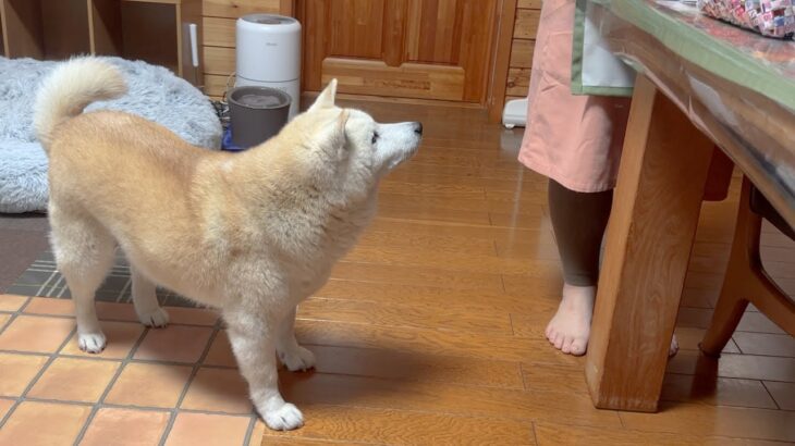 上目使いで母を見つめる激かわ柴犬【デカ盛りアジフライ】