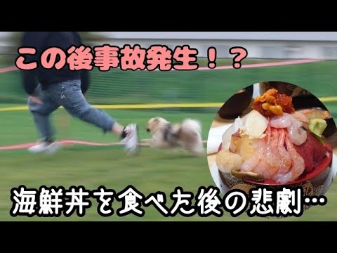 【ドッグランで事故発生！？】デカ盛り海鮮丼を食べに増毛へ！そのあとは硬くて有名なプリンを買いに留萌道の駅へ行きました