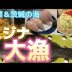 【千葉・茨城の海】メジナ大漁、にんたまラーメンのデカ盛りチャーハン、メジナの握り寿司🍣
