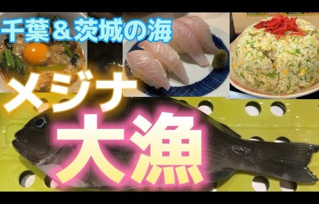 【千葉・茨城の海】メジナ大漁、にんたまラーメンのデカ盛りチャーハン、メジナの握り寿司🍣