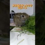 うさぎのゴマちゃんどす〜🎵デカ盛りチャレンジどす〜🐰