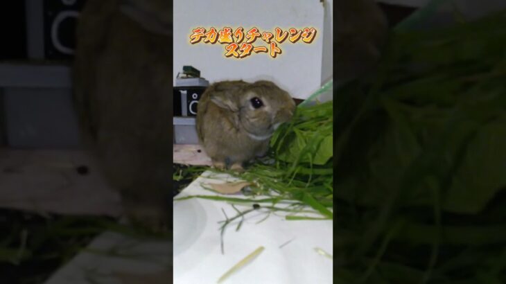 うさぎのゴマちゃんどす〜🎵デカ盛りチャレンジどす〜🐰