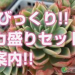 【多肉植物】超びっくり!!デカ盛りセットのご案内!!【succulent】トロピカルガーデン