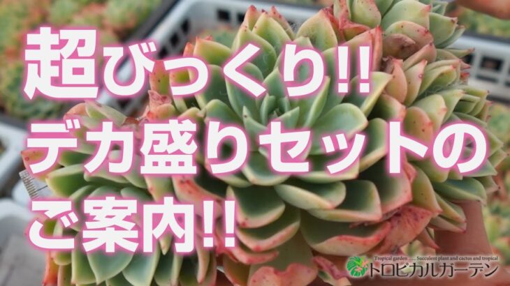 【多肉植物】超びっくり!!デカ盛りセットのご案内!!【succulent】トロピカルガーデン