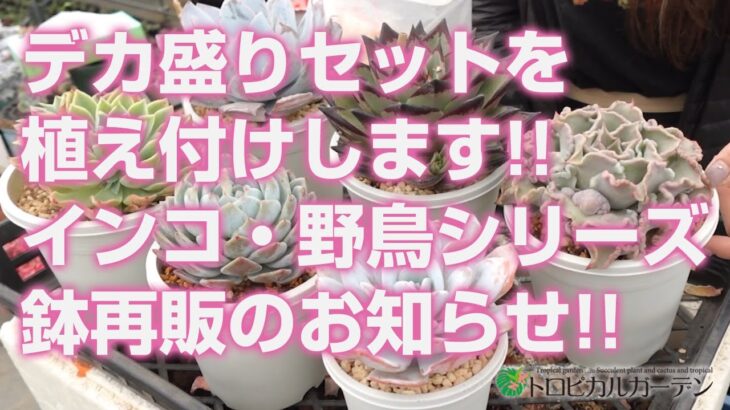 2024.03.05【多肉植物】デカ盛りセットを植え付けします!!インコ・野鳥シリーズ鉢再販のお知らせ!!【succulent】トロピカルガーデン